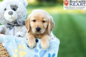 Image of Alex, a Golden Retriever puppy