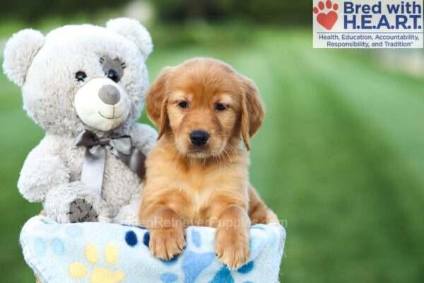 Image of Amelia, a Golden Retriever puppy