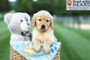 Image of Andrea, a Golden Retriever puppy