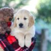 Image of Bill, a Golden Retriever puppy