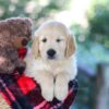 Image of Bill, a Golden Retriever puppy