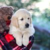 Image of Bill, a Golden Retriever puppy