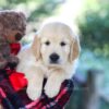 Image of Bill, a Golden Retriever puppy