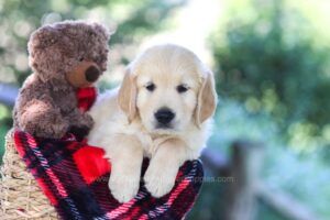 Image of Bill, a Golden Retriever puppy