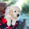 Image of Bill, a Golden Retriever puppy