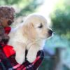 Image of Bill, a Golden Retriever puppy