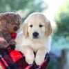 Image of Bill, a Golden Retriever puppy