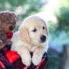 Image of Bill, a Golden Retriever puppy