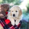 Image of Bill, a Golden Retriever puppy