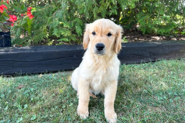 Image of Bonnie, a Golden Retriever puppy