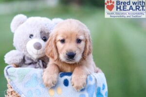 Image of Carter, a Golden Retriever puppy