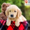 Image of Dakota, a Golden Retriever puppy