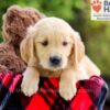 Image of Dakota, a Golden Retriever puppy