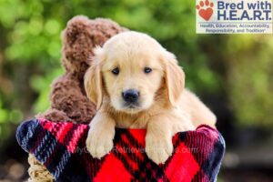 Image of Dakota, a Golden Retriever puppy