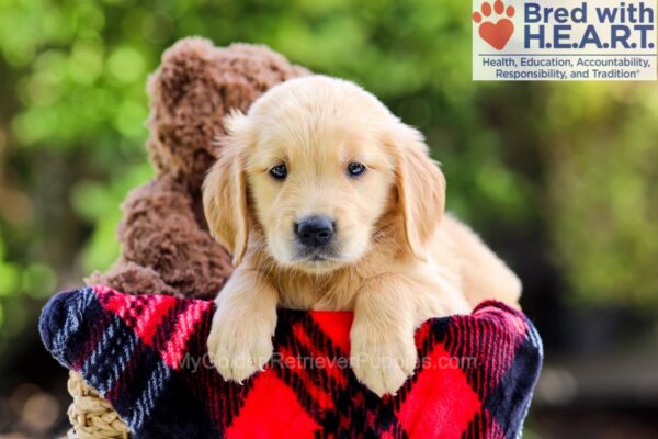 Image of Dakota, a Golden Retriever puppy