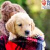 Image of Darla, a Golden Retriever puppy