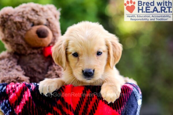 Image of Darla, a Golden Retriever puppy