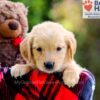 Image of Darla, a Golden Retriever puppy