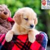 Image of Delilah, a Golden Retriever puppy