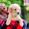 Image of Delilah, a Golden Retriever puppy