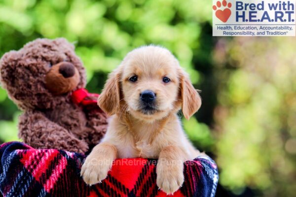 Image of Delilah, a Golden Retriever puppy