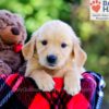 Image of Denise, a Golden Retriever puppy