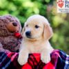 Image of Denise, a Golden Retriever puppy