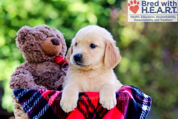 Image of Denise, a Golden Retriever puppy