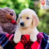 Image of Denise, a Golden Retriever puppy