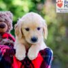 Image of Denise, a Golden Retriever puppy