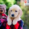 Image of Denise, a Golden Retriever puppy