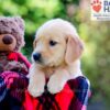 Image of Denise, a Golden Retriever puppy