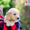 Image of Denise, a Golden Retriever puppy