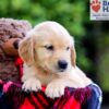 Image of Dixie, a Golden Retriever puppy