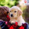 Image of Dixie, a Golden Retriever puppy