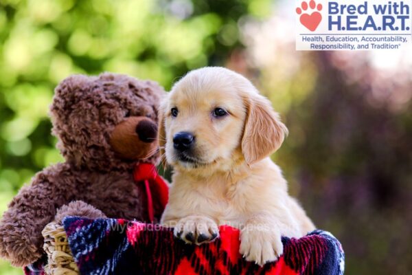 Image of Dixie, a Golden Retriever puppy