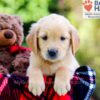 Image of Duke, a Golden Retriever puppy