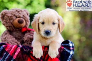 Image of Duke, a Golden Retriever puppy