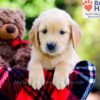 Image of Duke, a Golden Retriever puppy