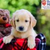 Image of Duke, a Golden Retriever puppy