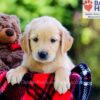 Image of Duke, a Golden Retriever puppy