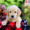 Image of Duke, a Golden Retriever puppy