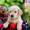 Image of Duke, a Golden Retriever puppy