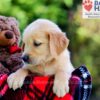 Image of Duke, a Golden Retriever puppy