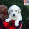 Image of Easton, a Golden Retriever puppy