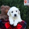 Image of Easton, a Golden Retriever puppy