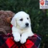 Image of Easton, a Golden Retriever puppy