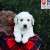 Image of Easton, a Golden Retriever puppy