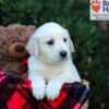 Image of Easton, a Golden Retriever puppy