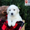 Image of Easton, a Golden Retriever puppy